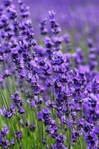 Stresszoldó gyógynövények