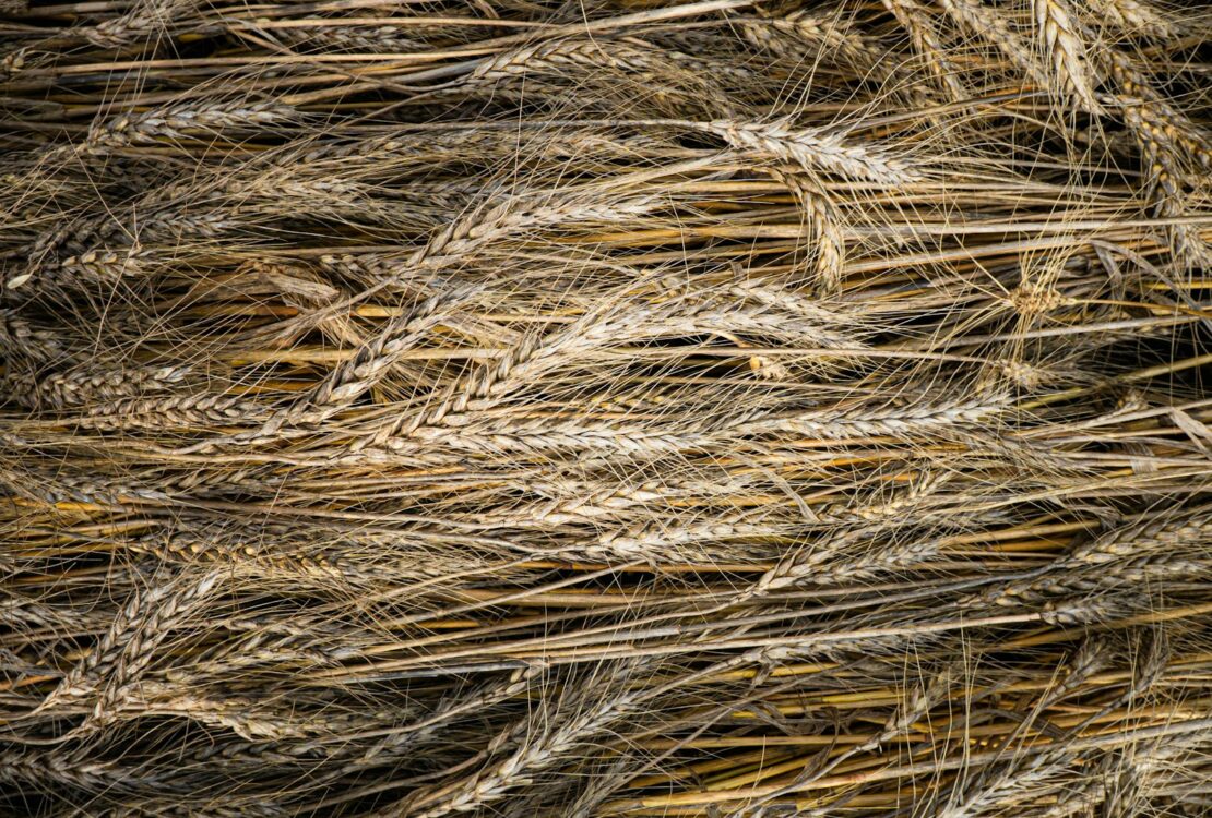 Az élelmi rostokról