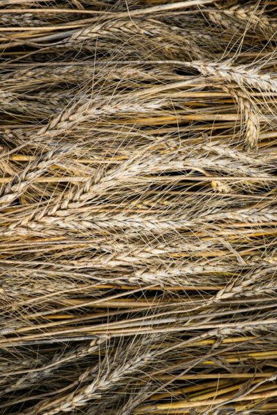 Az élelmi rostokról