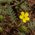 Mi az a tribulus terrestris?
